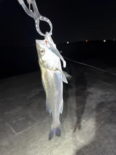 セイゴ（タイリクスズキ）の釣果