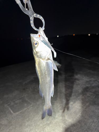 セイゴ（タイリクスズキ）の釣果