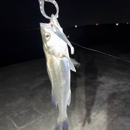 セイゴ（タイリクスズキ）