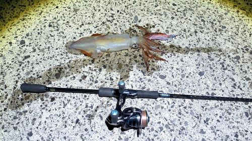 ケンサキイカの釣果