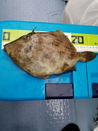 カワハギの釣果