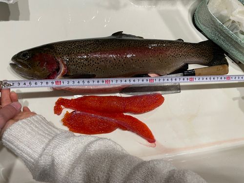 ニジマスの釣果