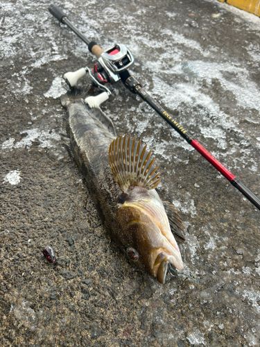アブラコの釣果