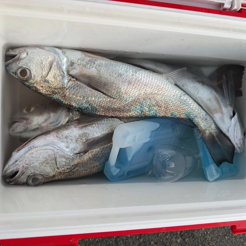 クログチの釣果