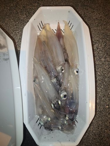 ヤリイカの釣果