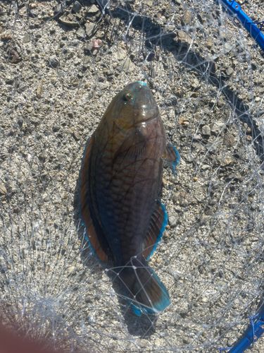 アオブダイの釣果