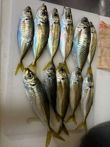 アジの釣果