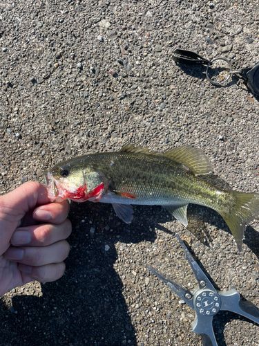 ブラックバスの釣果