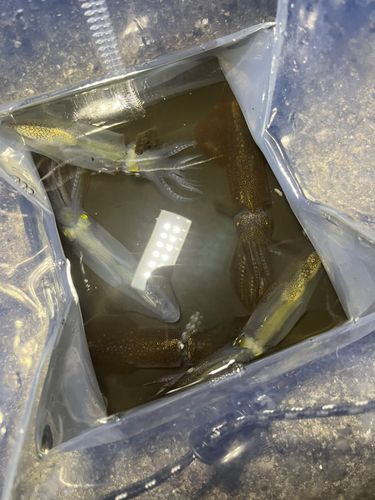 千葉港中央埠頭