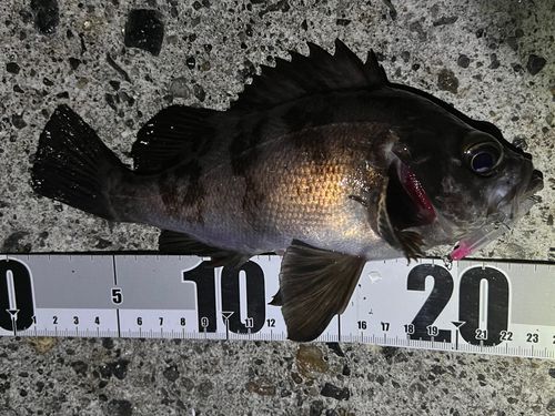 メバルの釣果