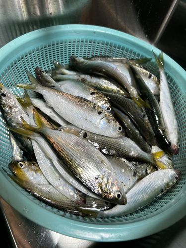コハダの釣果