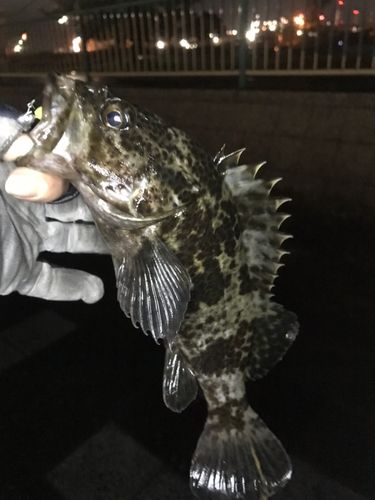 タケノコメバルの釣果