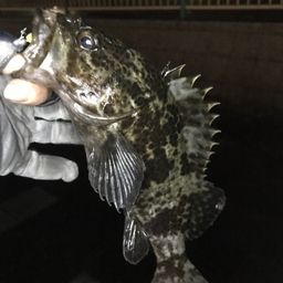 タケノコメバル