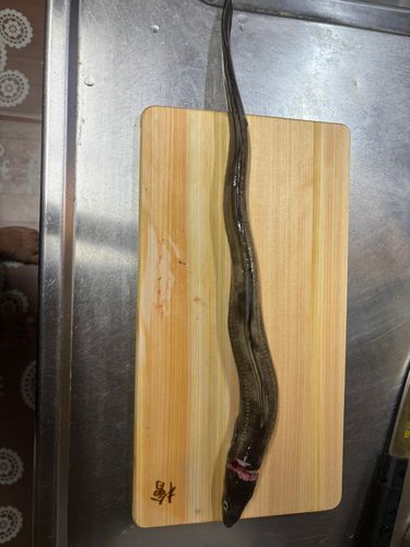 マアナゴの釣果