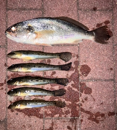 イシモチの釣果