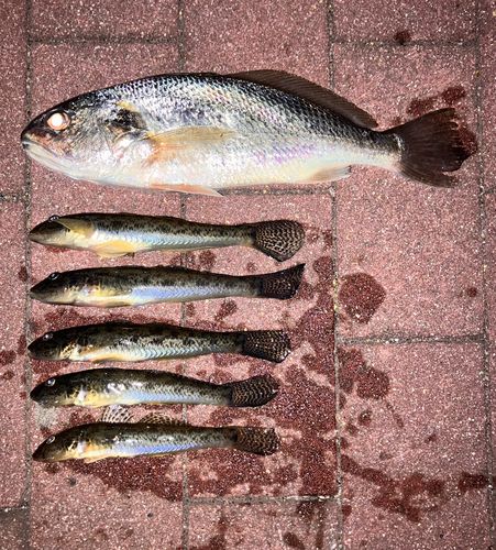 イシモチの釣果