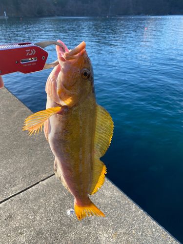 アイナメの釣果