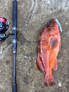 アカハタの釣果