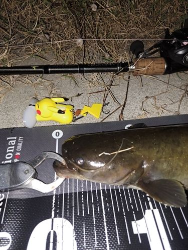 ナマズの釣果