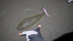 クロウシノシタの釣果