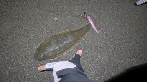 シタビラメの釣果