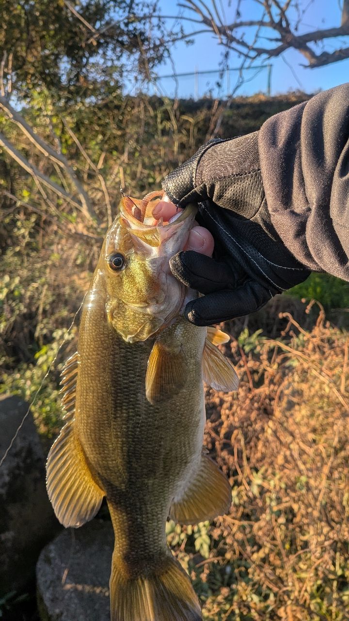 スモールマウスバス