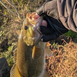 スモールマウスバス