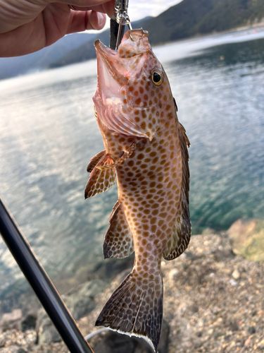 オオモンハタの釣果