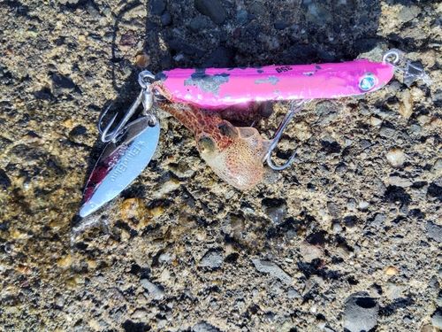 ミミイカの釣果