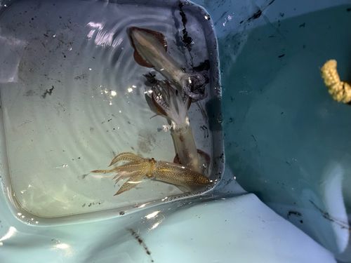 ヒイカの釣果