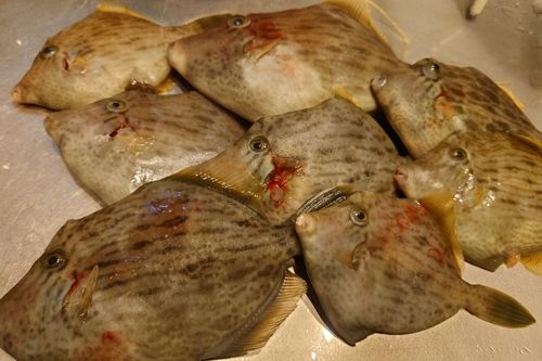 カワハギの釣果