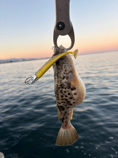 ヒガンフグの釣果