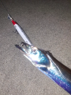 タチウオの釣果