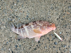 キジハタの釣果