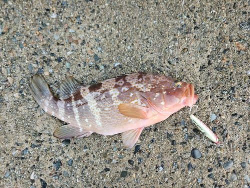 キジハタの釣果