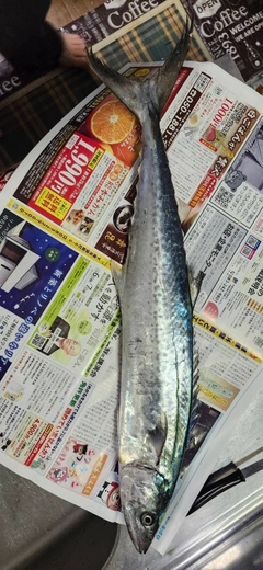 サゴシの釣果