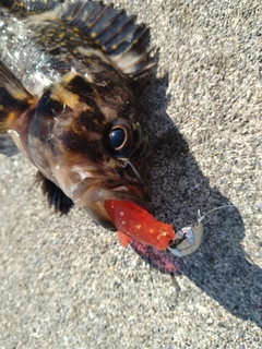 オウゴンムラソイの釣果
