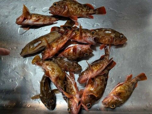 アラカブの釣果