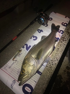 フッコ（マルスズキ）の釣果