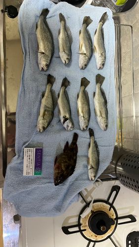 イシモチの釣果