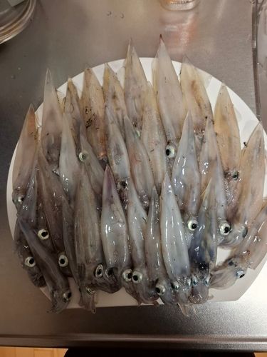 イカの釣果
