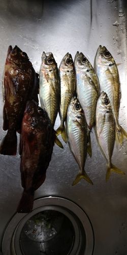 アジの釣果