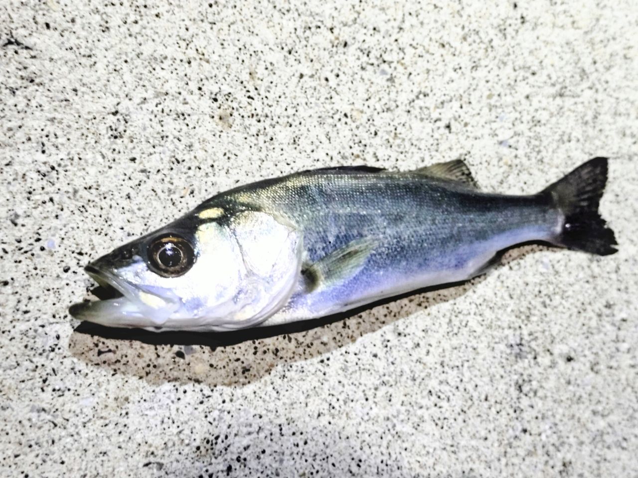 セイゴ（マルスズキ）