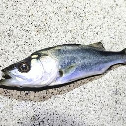 セイゴ（マルスズキ）