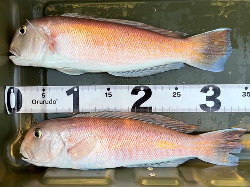 シロアマダイの釣果