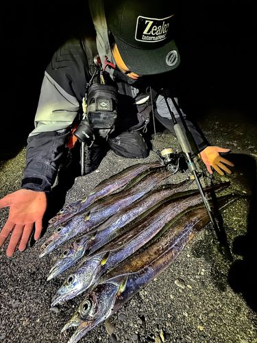 タチウオの釣果