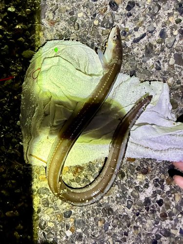 東京ゲートブリッジ付近