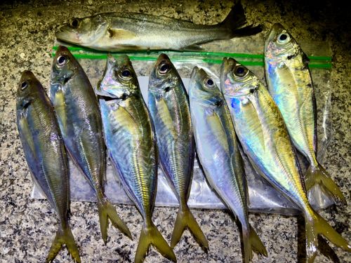 アジの釣果
