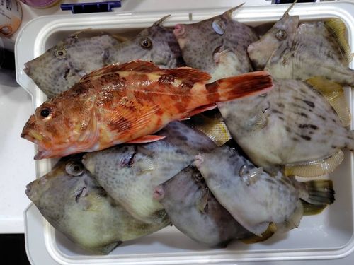 カワハギの釣果