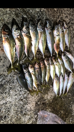 アジの釣果